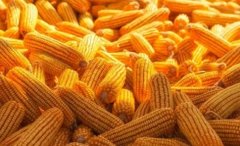 机构：节后玉米市场看多情感延续 南北口